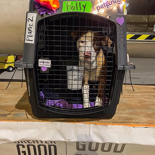 VS-Photograph_20231206_GFL_LA-PNW_Loading_001_©IbervilleParishAnimalShelter copy